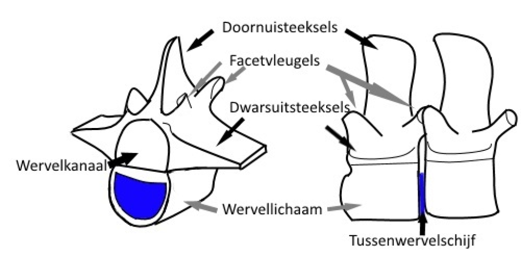 Anatomie van de wervels van het paard