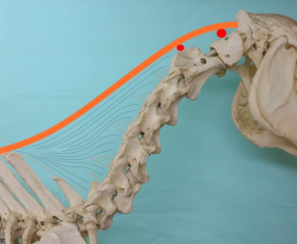 De anatomie van de hals
