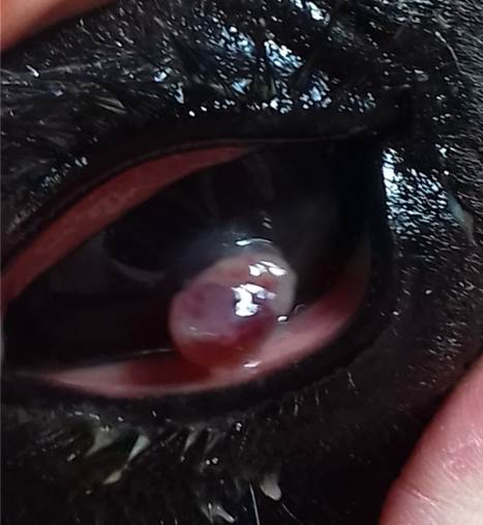 Een cornea ruptuur waarbij de inhoud van oog naar buiten puilt