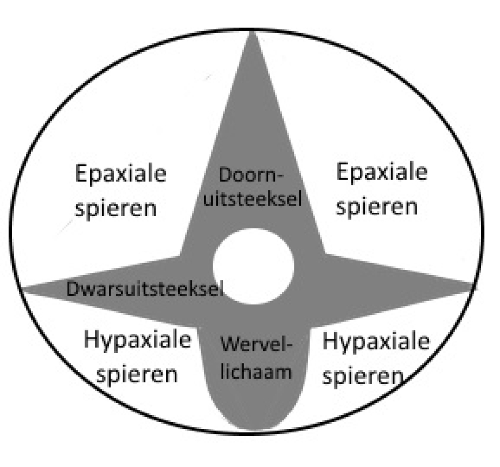 Schematische weergave van de spiergroepen rondom de wervels