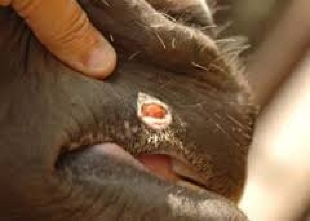 Habronemiasis op de bovenlip