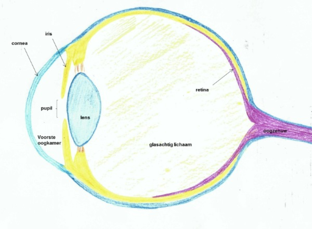 Een doorsnede van de anatomie van het oog